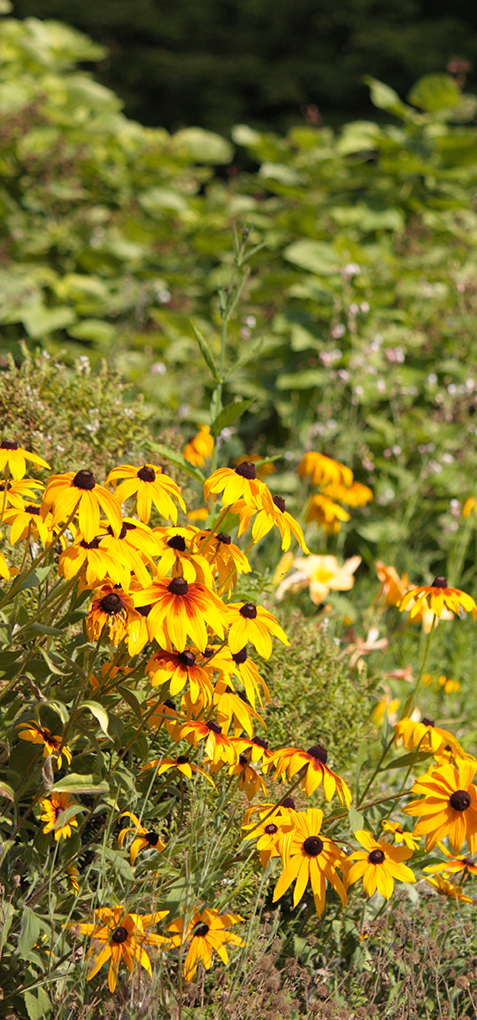 jardin à l'anglaise' des serres d'd’Auteuil