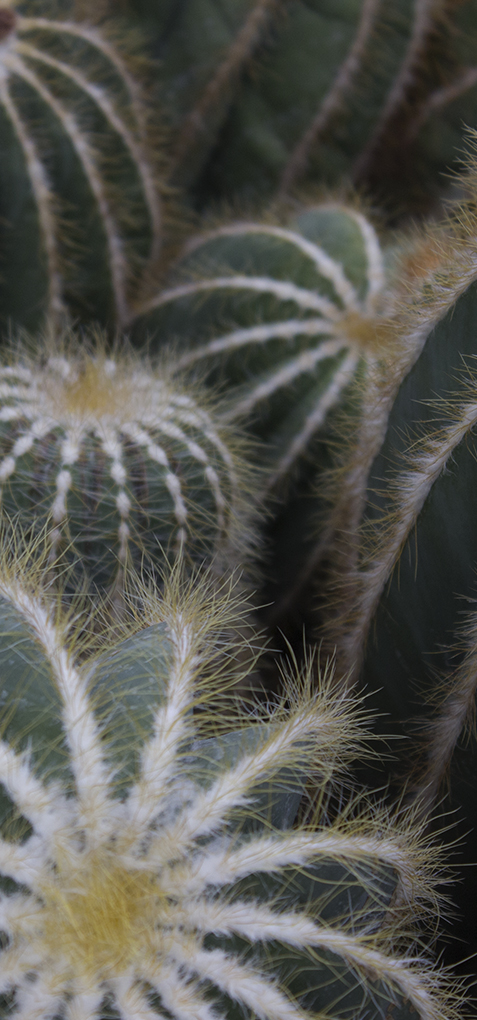 Serre amoureux des cactus