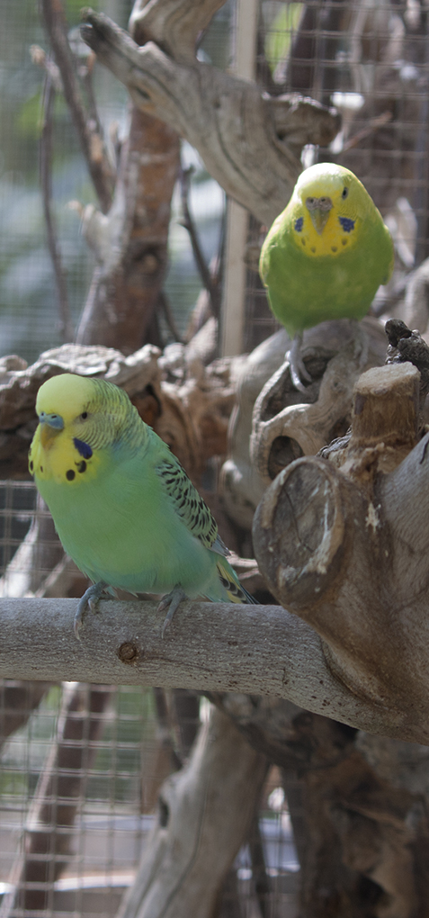 Serre évasion colorées sutropicale