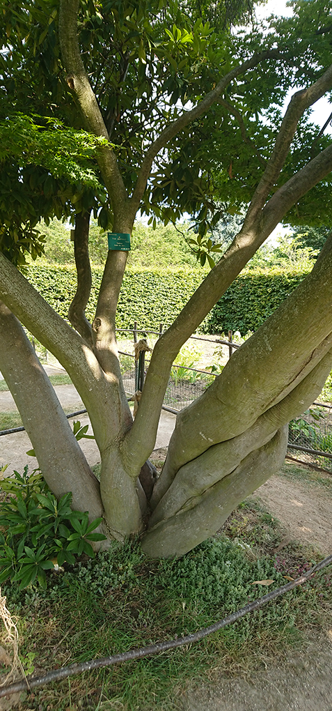 jardin contemporain des serres d'd’Auteuil