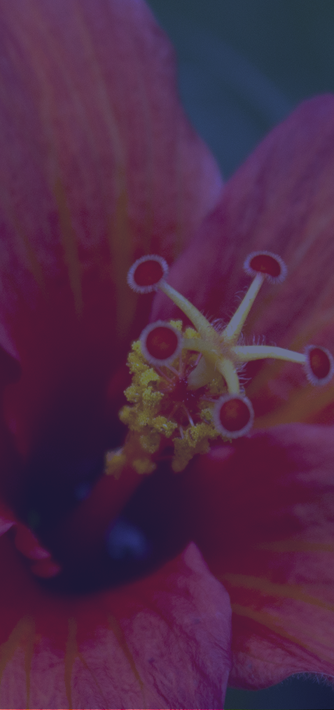  palmarium et serres équatoriale