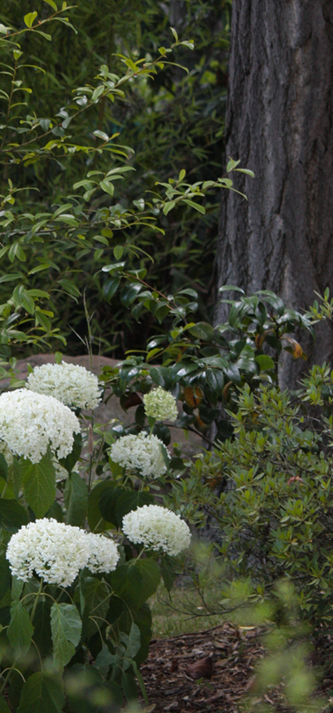 jardin japonais des serres d'd’Auteuil