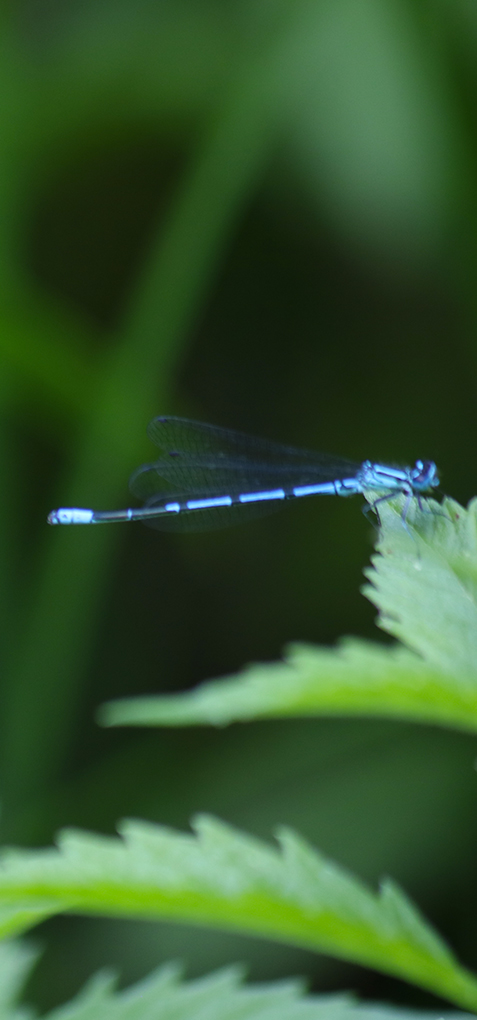 jardin à la méditerranéenne des serres d'd’Auteuil