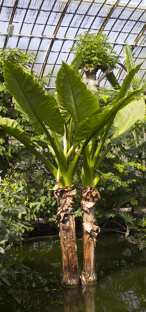 Serre amoureux des cactus